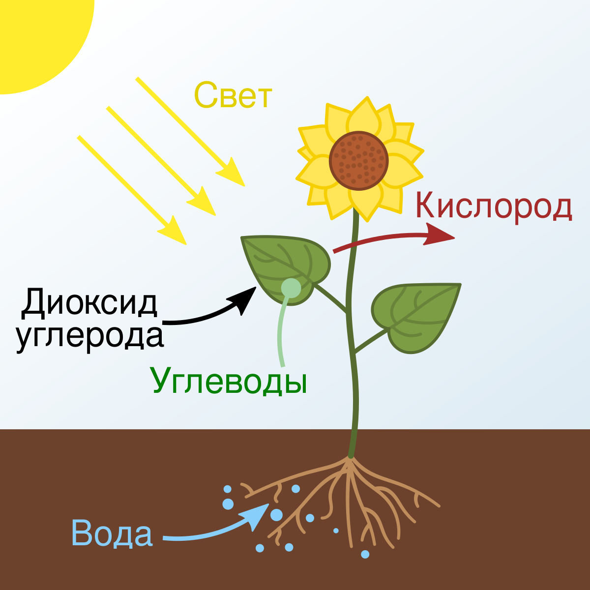 Фотосинтез — Энциклопедия Руниверсалис